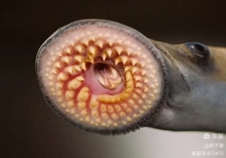 "中国国家二级保护动物"